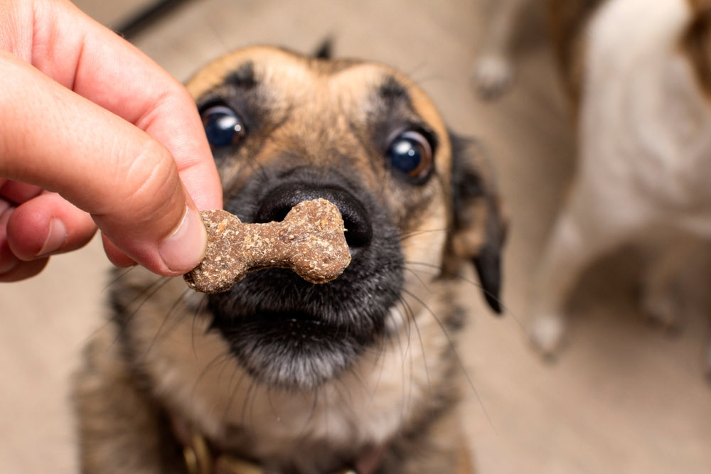 Snack Smart: Nourishing Your Dog with the Right Treats