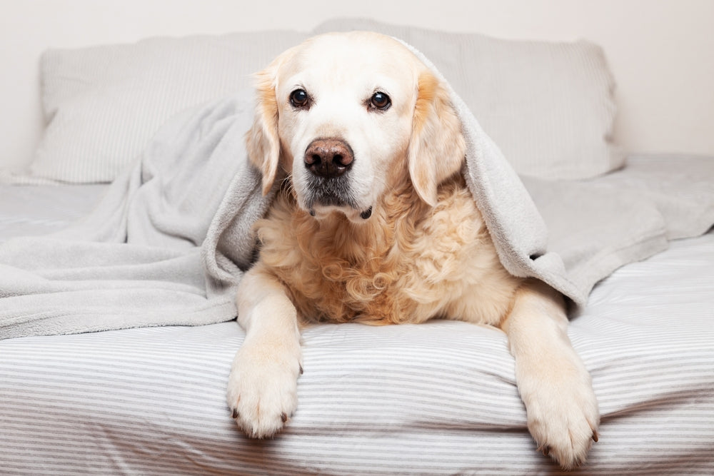 Sweet Dreams: Unveiling the Coziest Beds and Comfort for Your Furry Friend