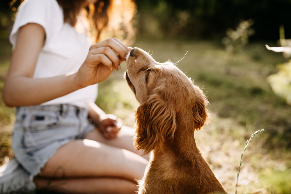 Healthy and Happy: Your Guide to Treats and Nutrition for Dogs