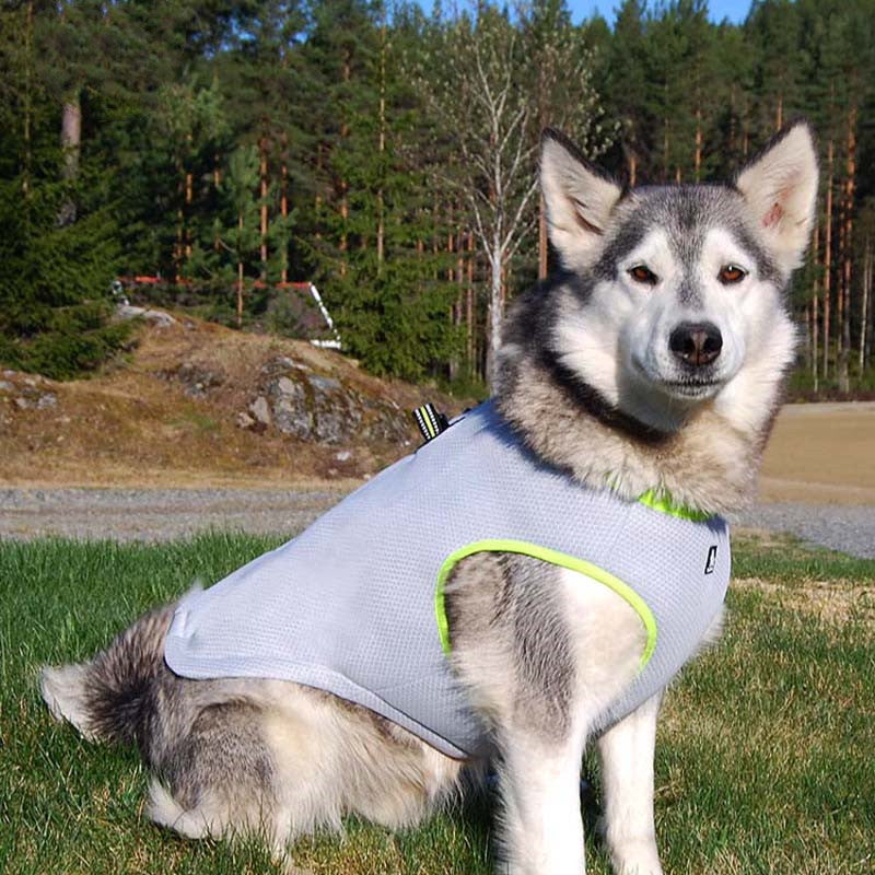 Dog summer traction harness cooling suit